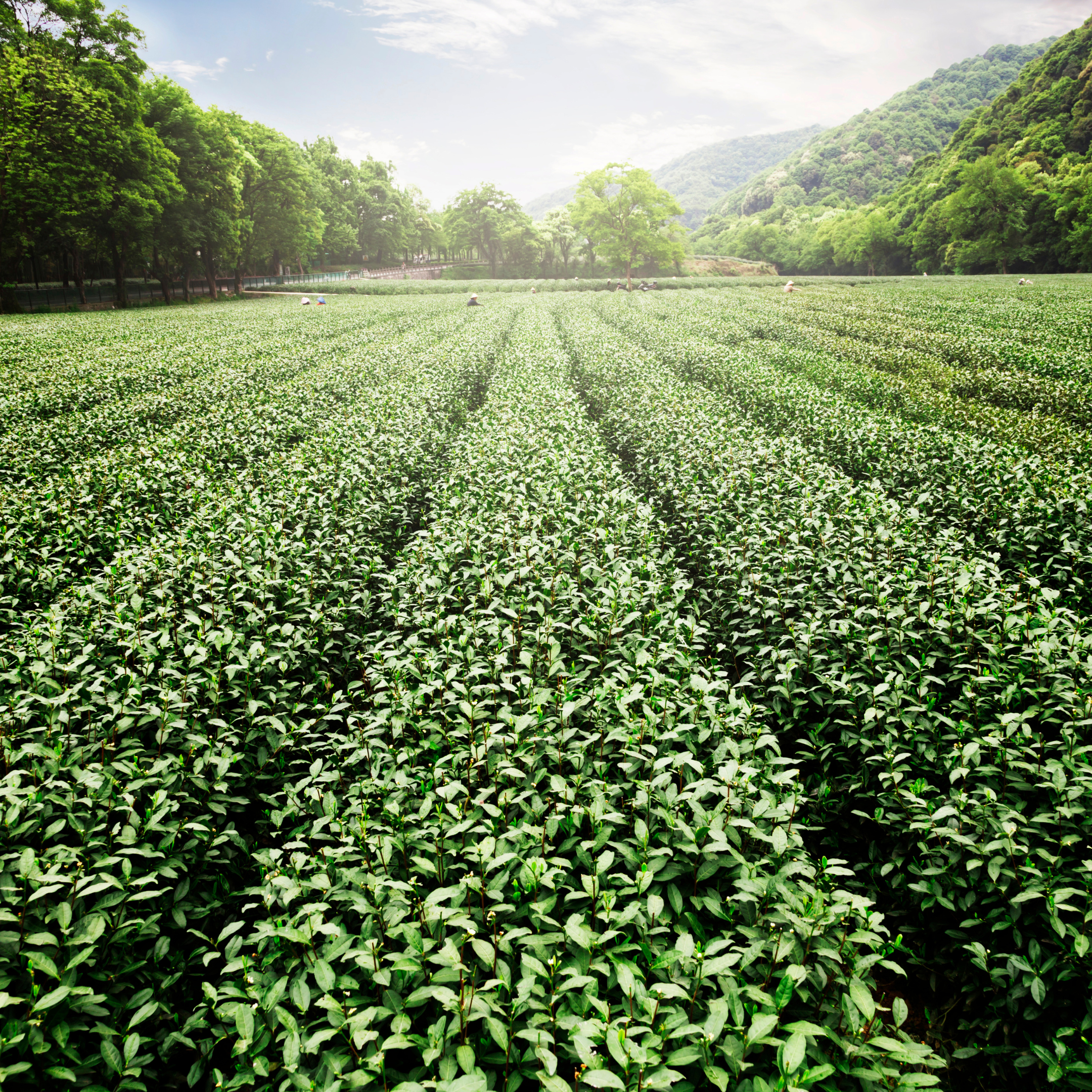 china tea field