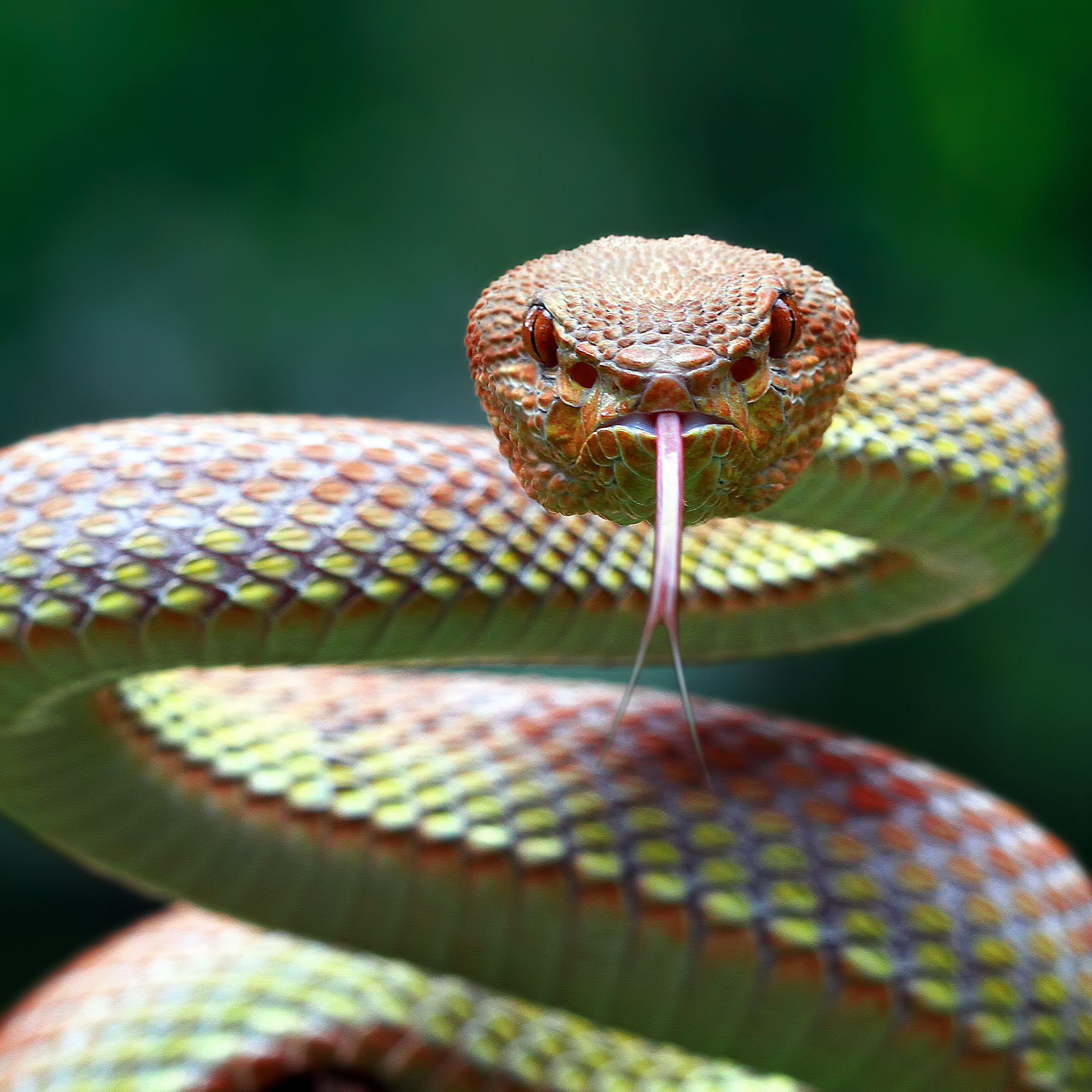 green snake tongue out
