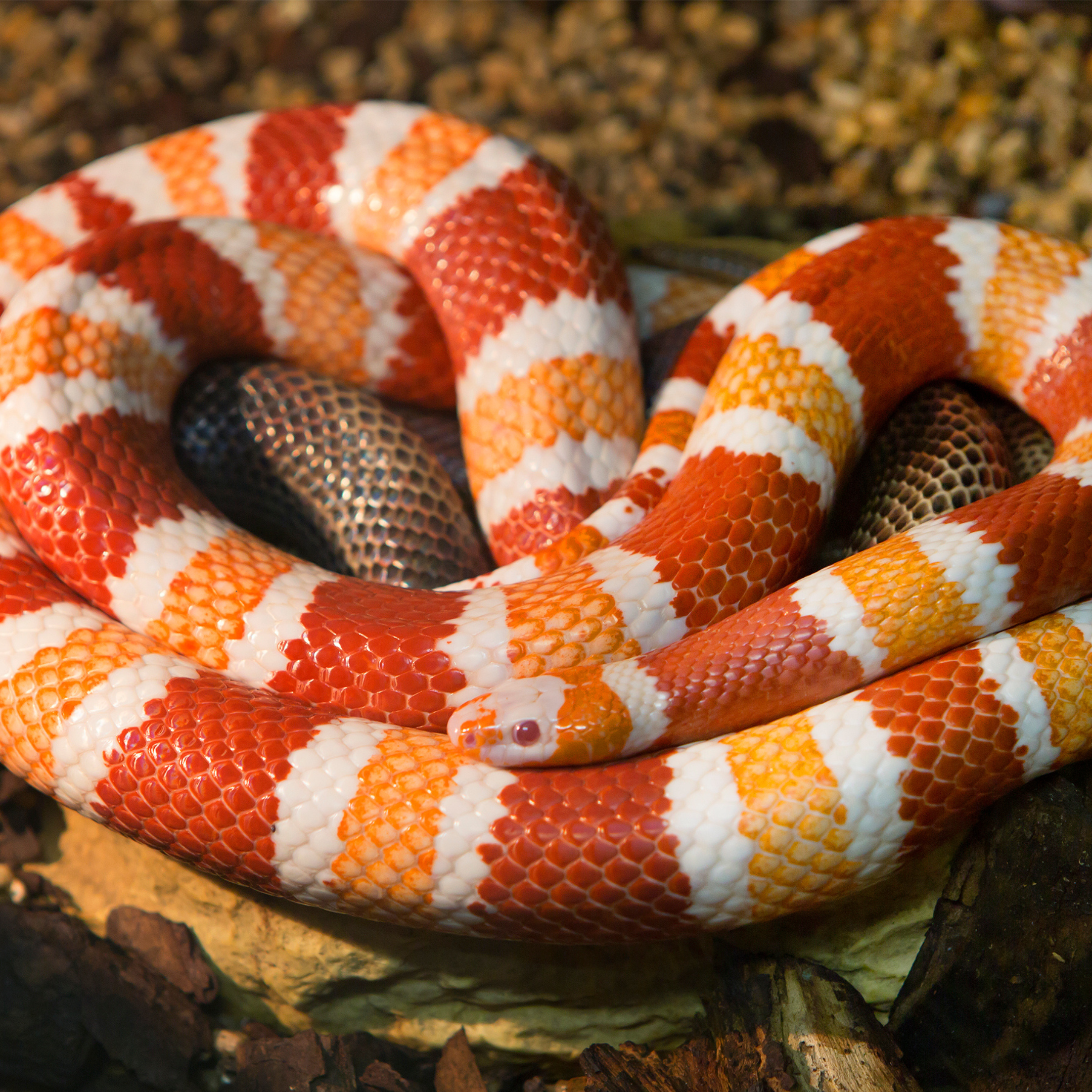 snake heart