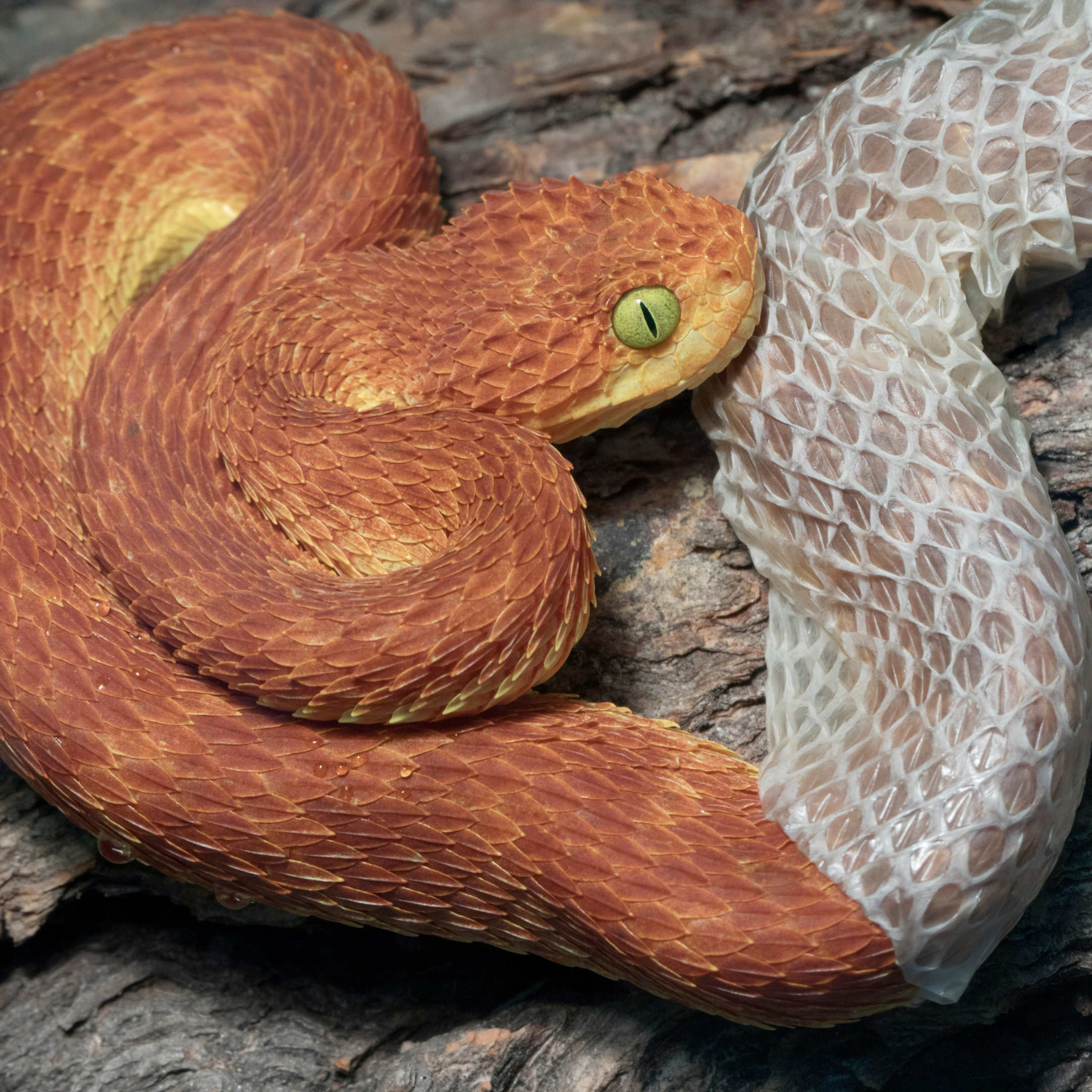 snake shedding skin