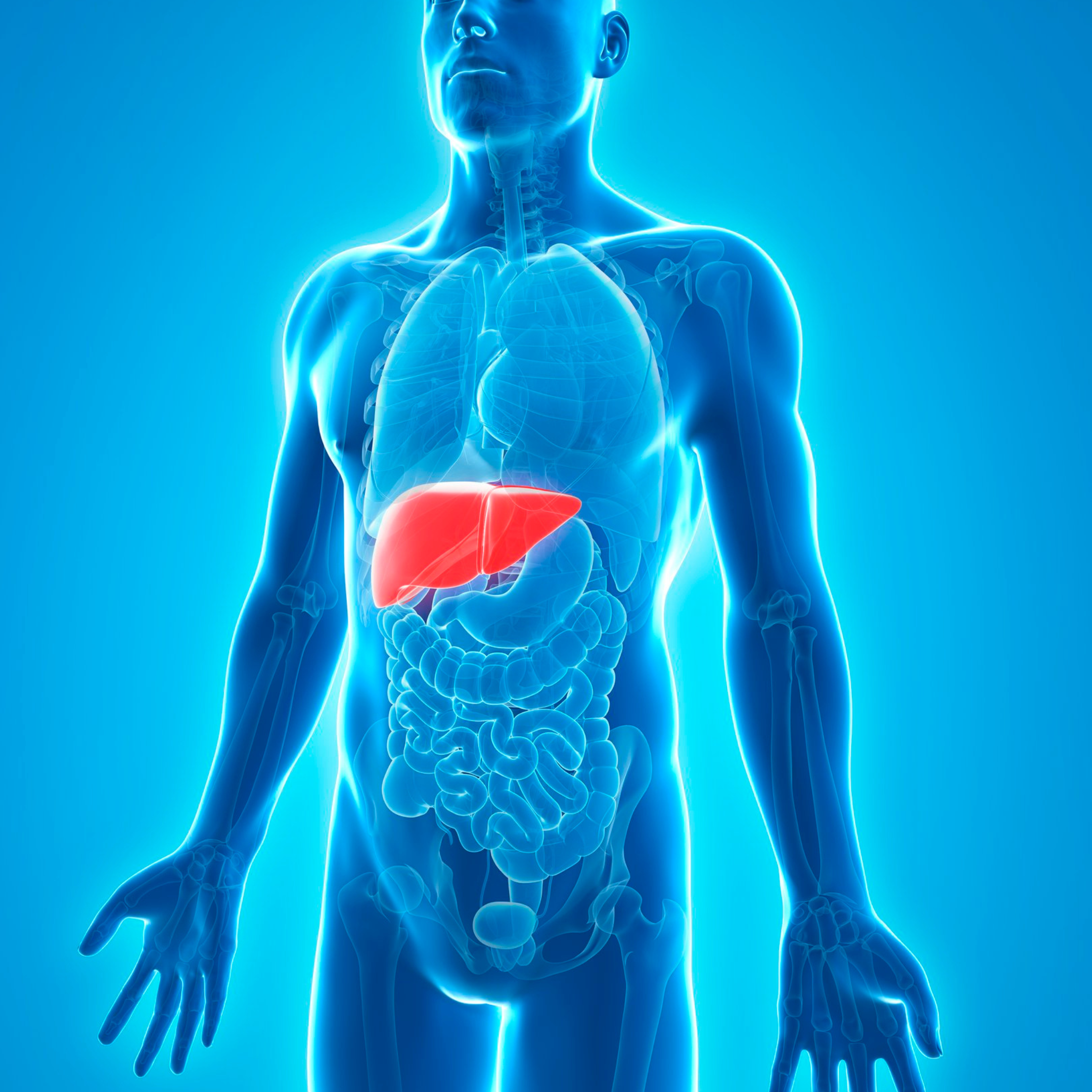 Liver