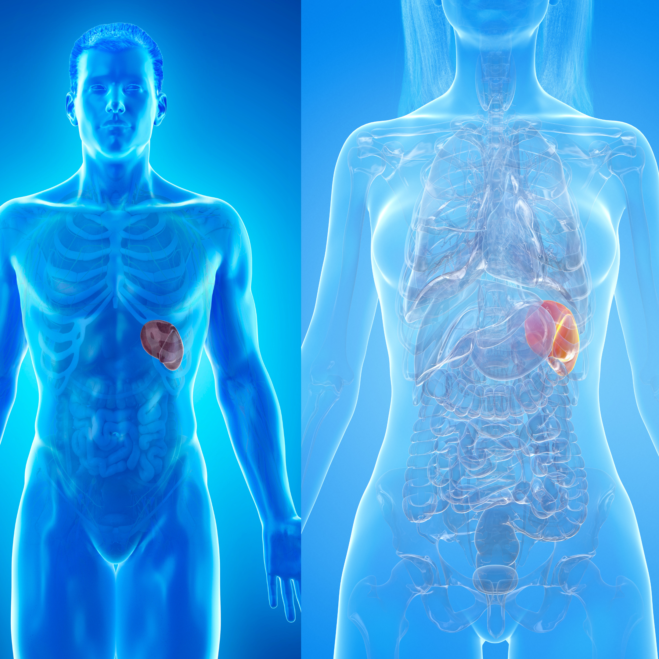 human spleen