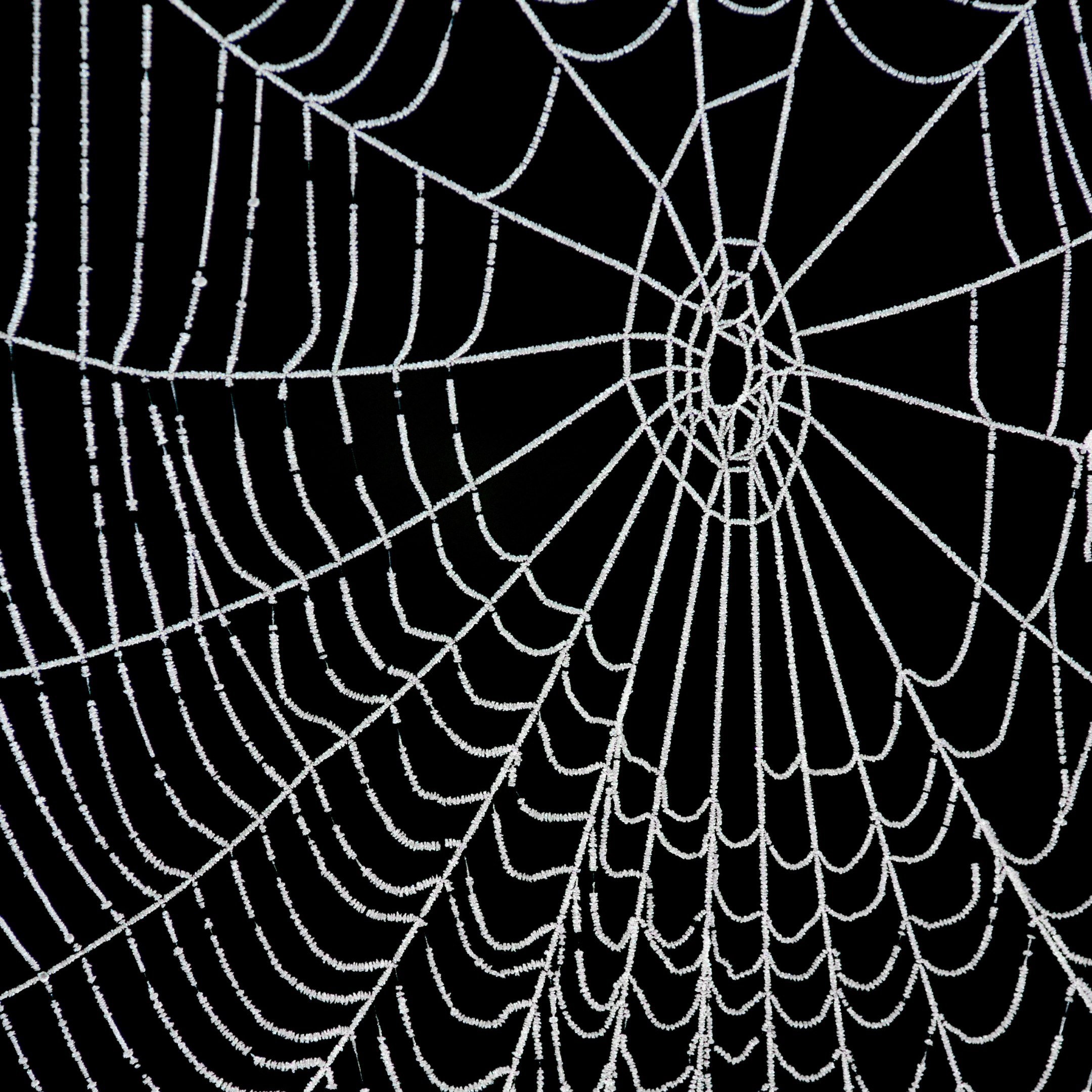 spiderweb