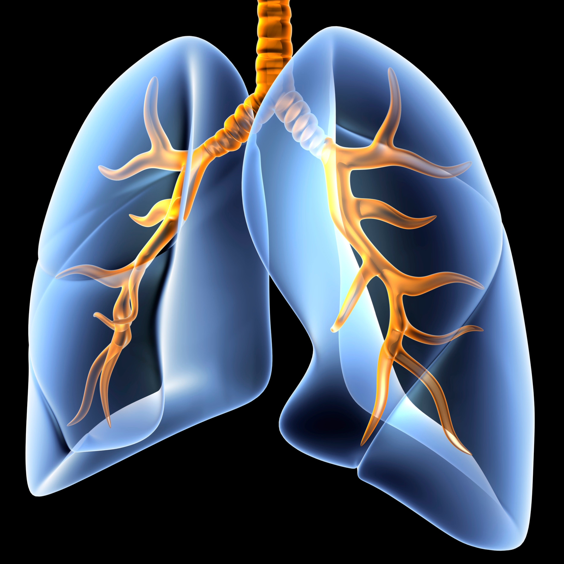 lung