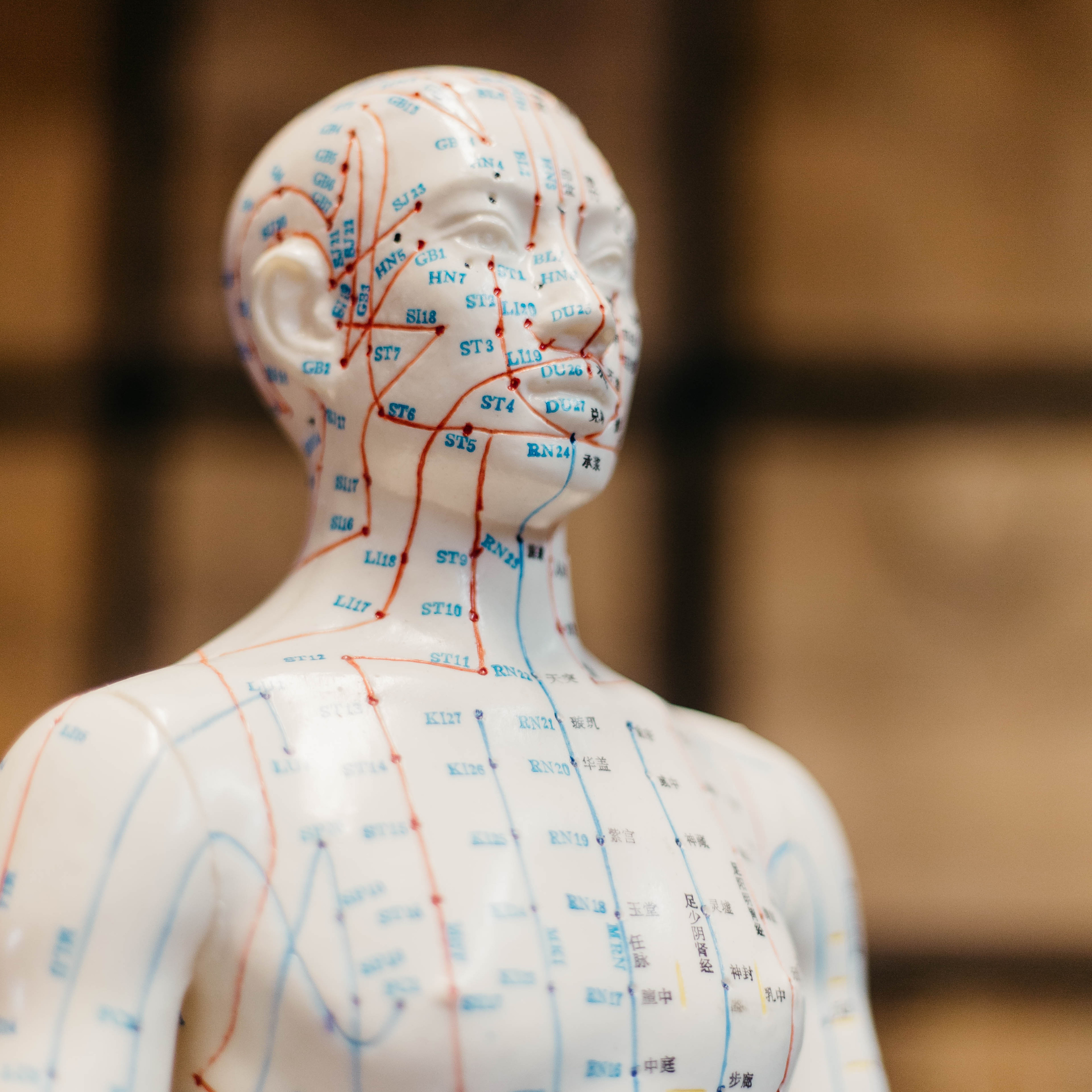 meridians mannequin
