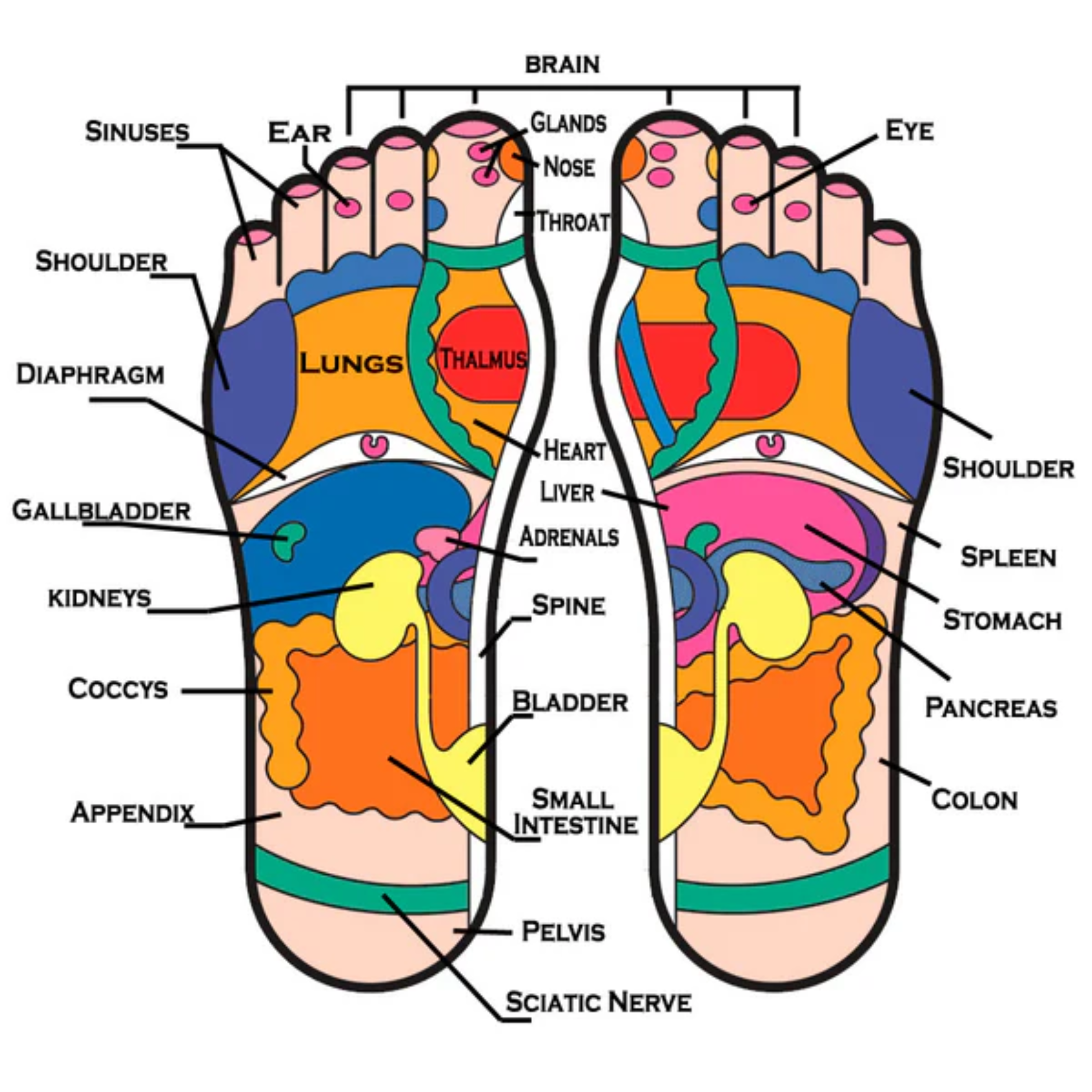 reflexology body map