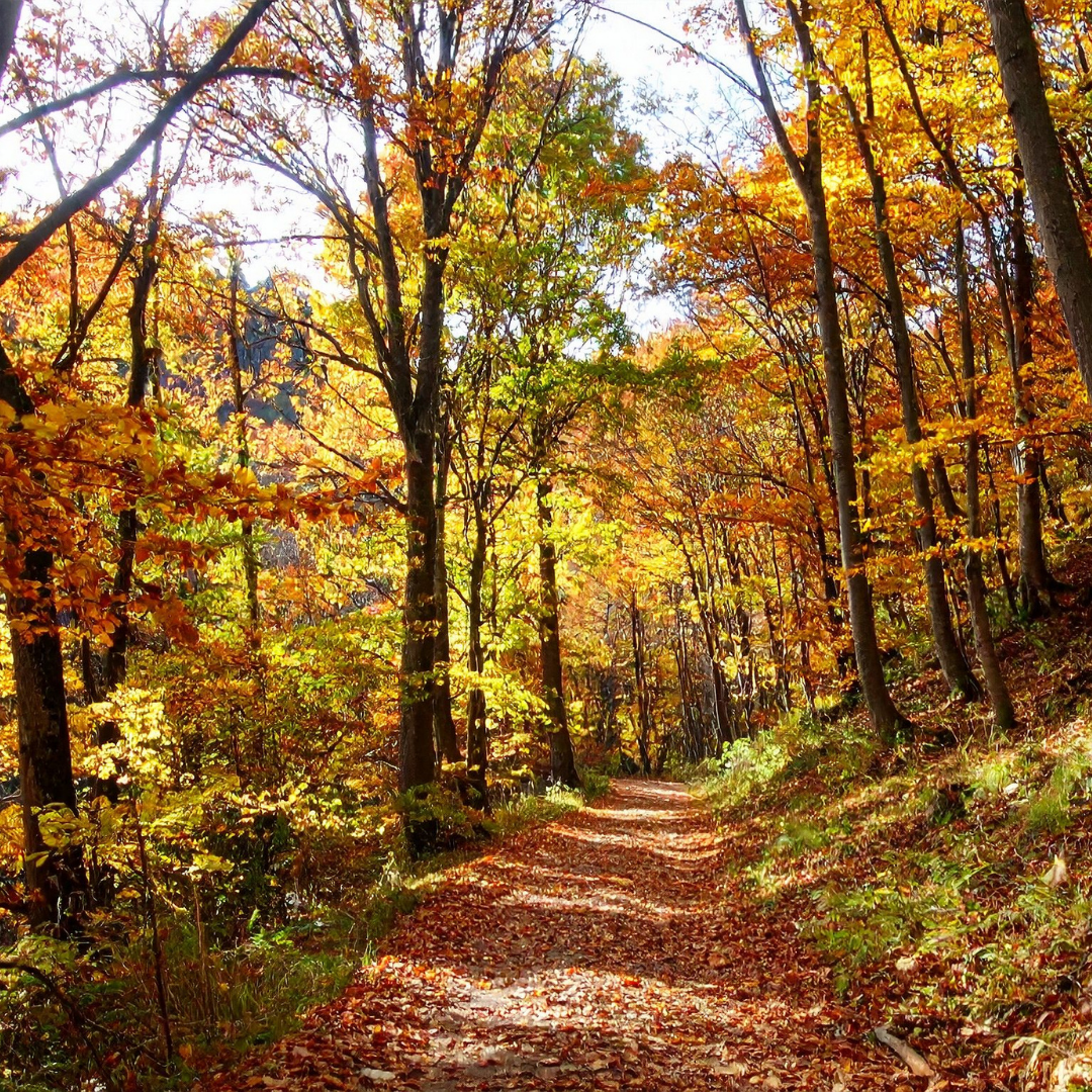 autumn trees pathway
