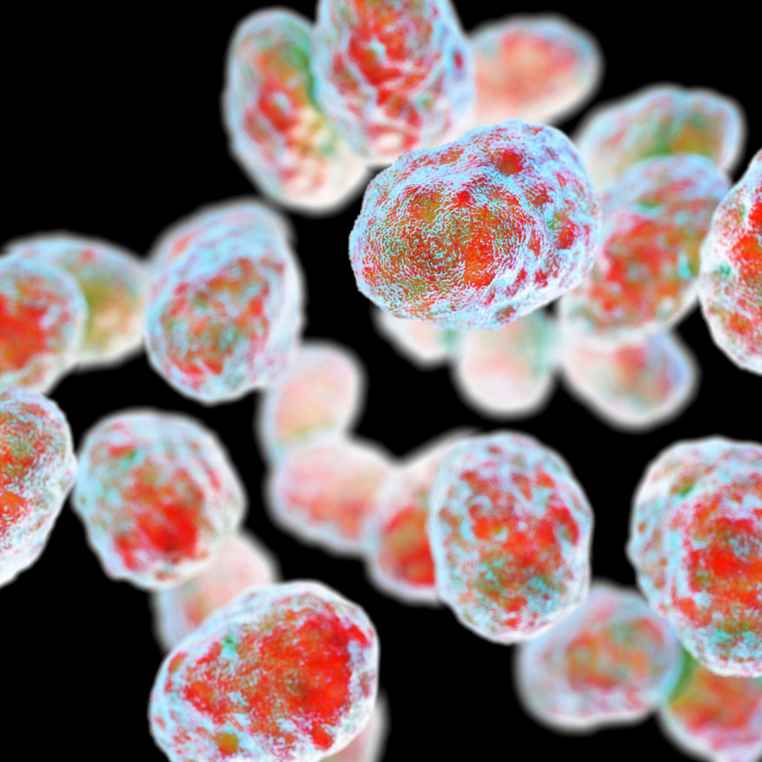 bacteria