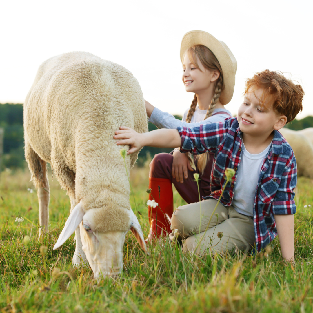 children and sheep