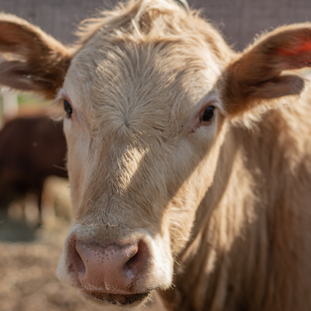 cow