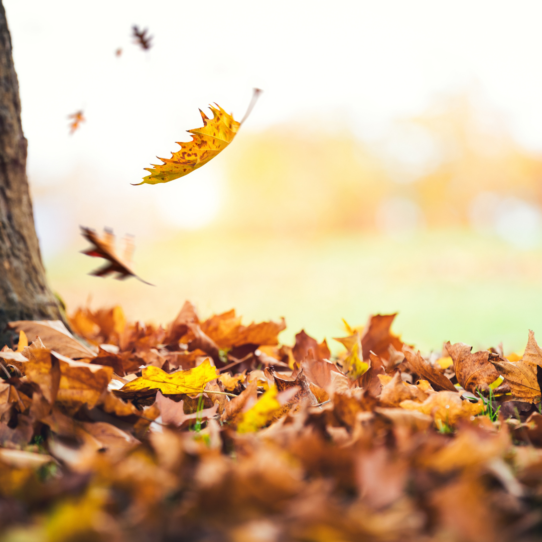 falling autumn leaves