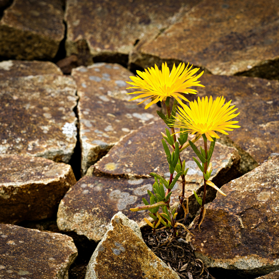 resilience